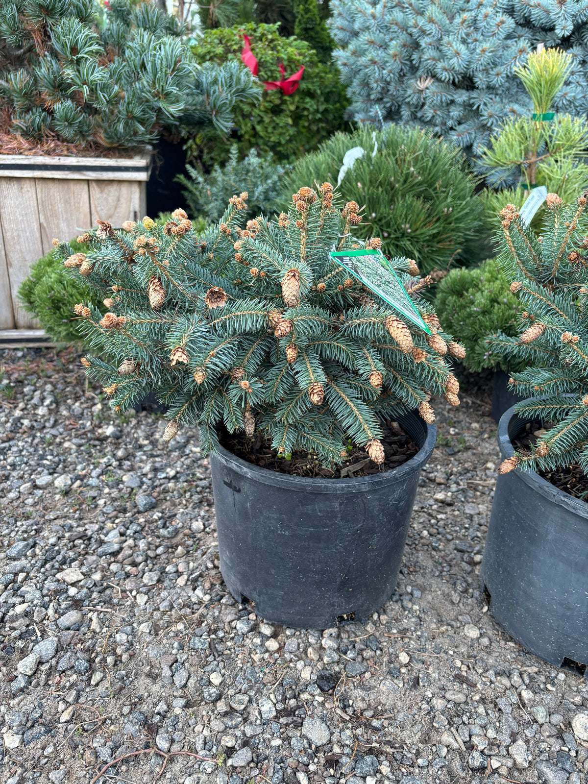 Picea pungens ‘Hermann Naue’ Red Coned Colorado Blue Spruce