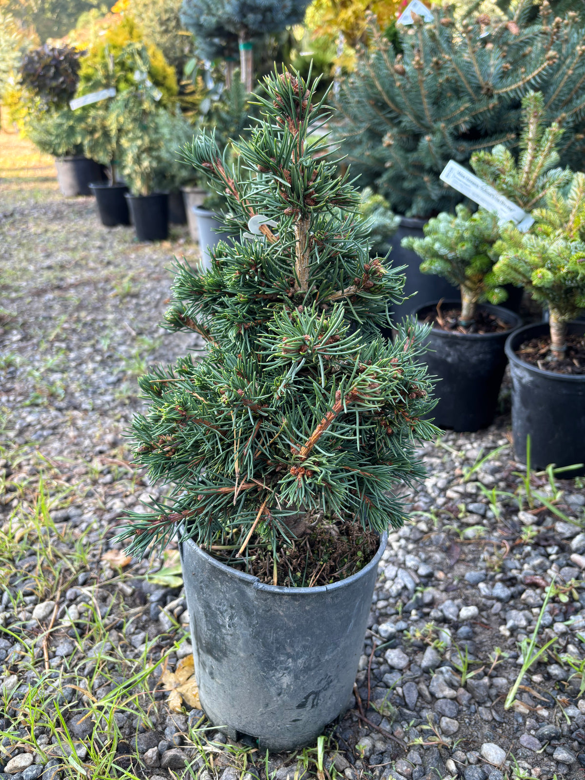 Picea abies ‘Mikulasovice’
