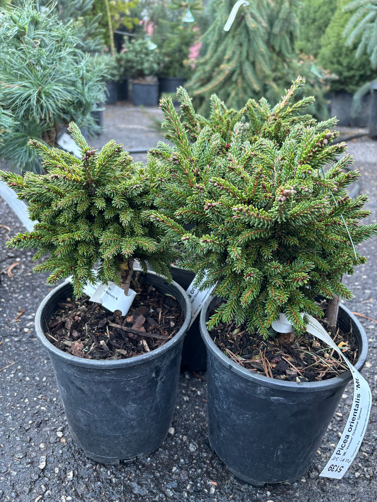 Picea orientalis ‘Mount Vernon’