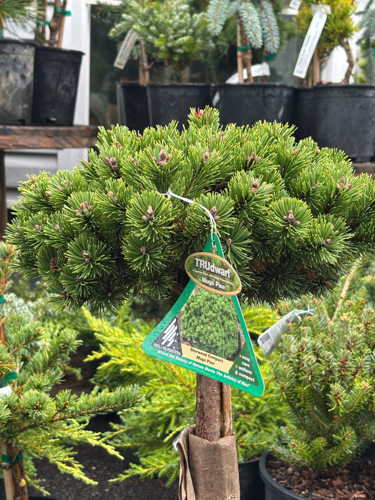 Pinus mugo ‘Sherwood Compact’