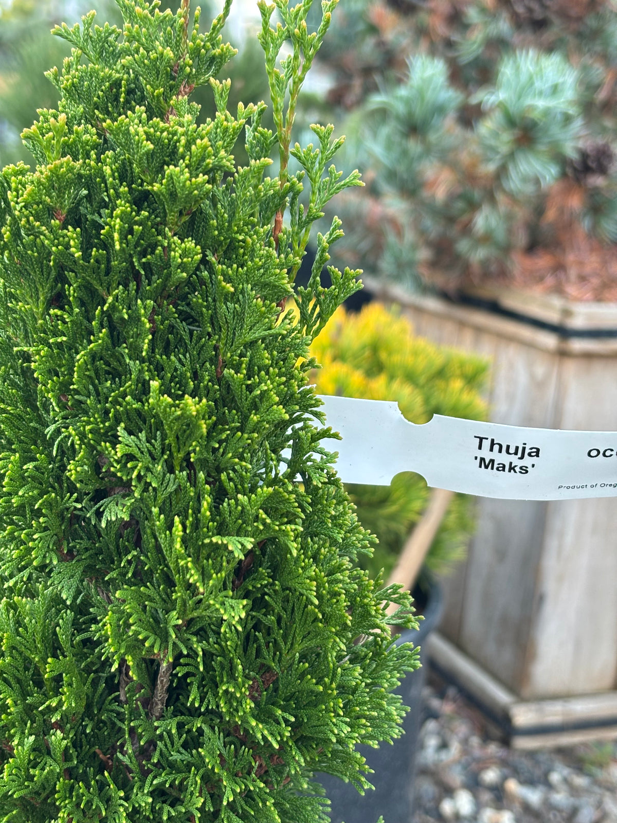 Thuja occidentalis ‘Maks’