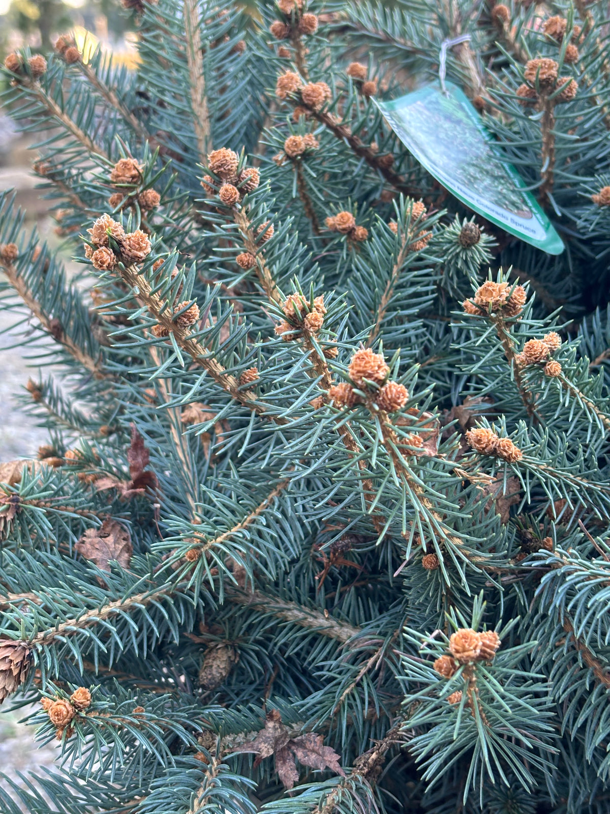 Picea pungens ‘Hermann Naue’ Red Coned Colorado Blue Spruce