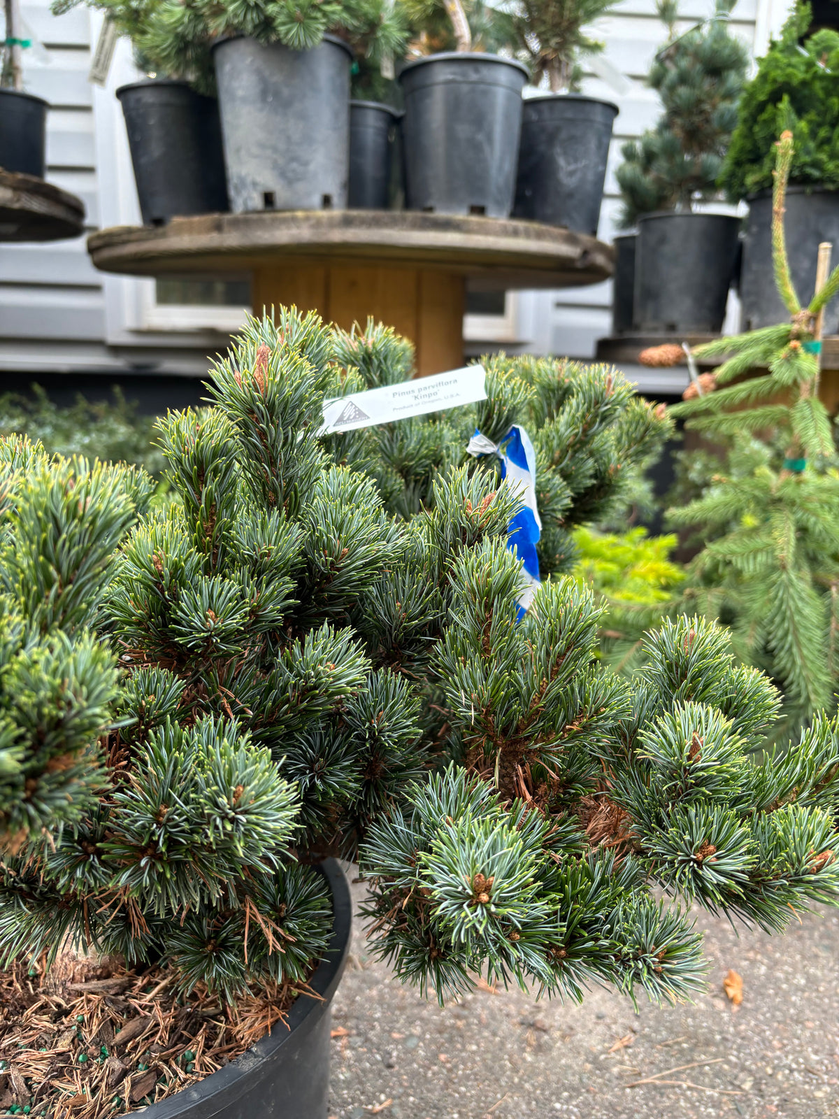 Pinus parviflora ‘Kinpo’