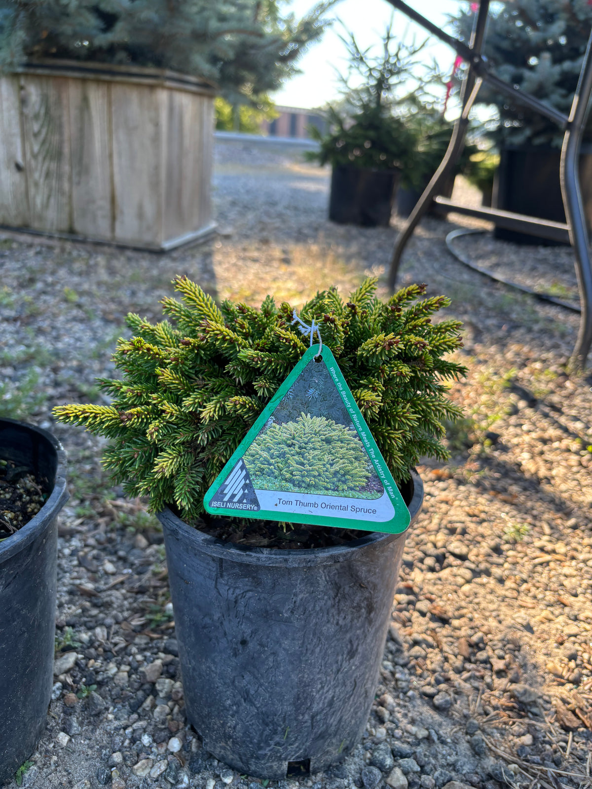 Picea orientalis ‘Tom Thumb’