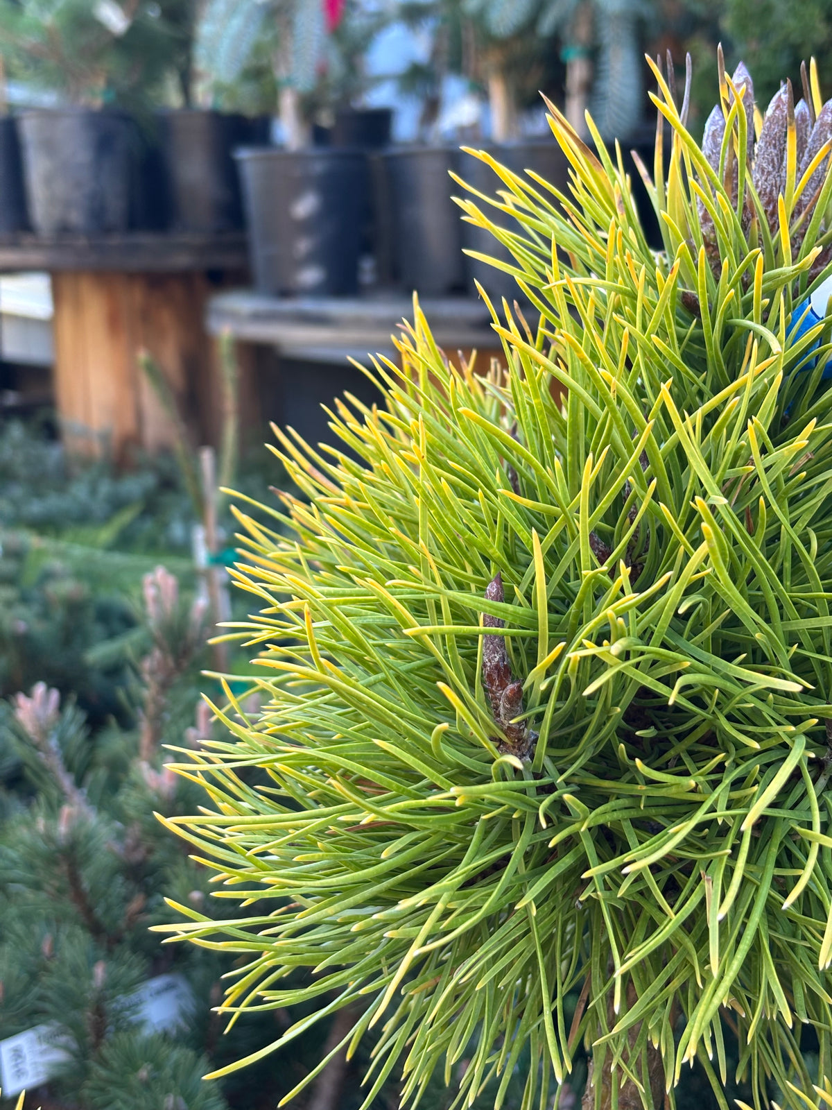 Pinus contorta var. latifolia 'Chief Joseph'