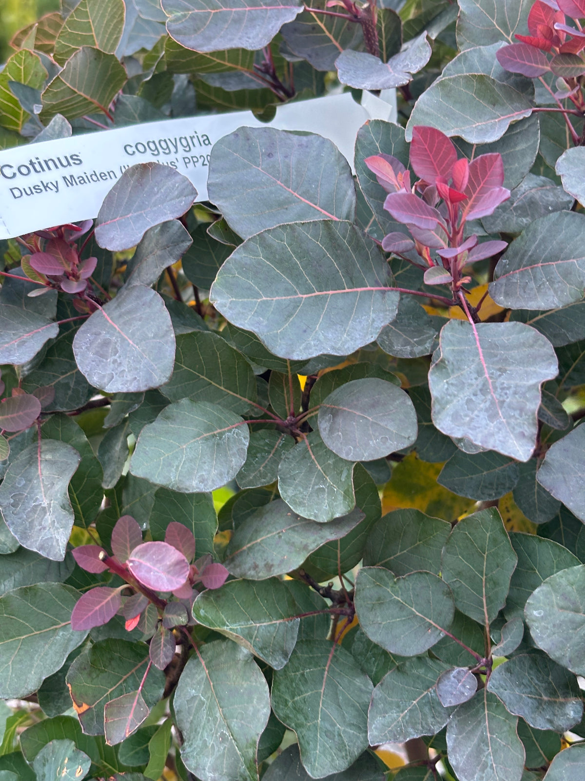 Dusky Maiden Smoke Bush (Cotinus coggygria)