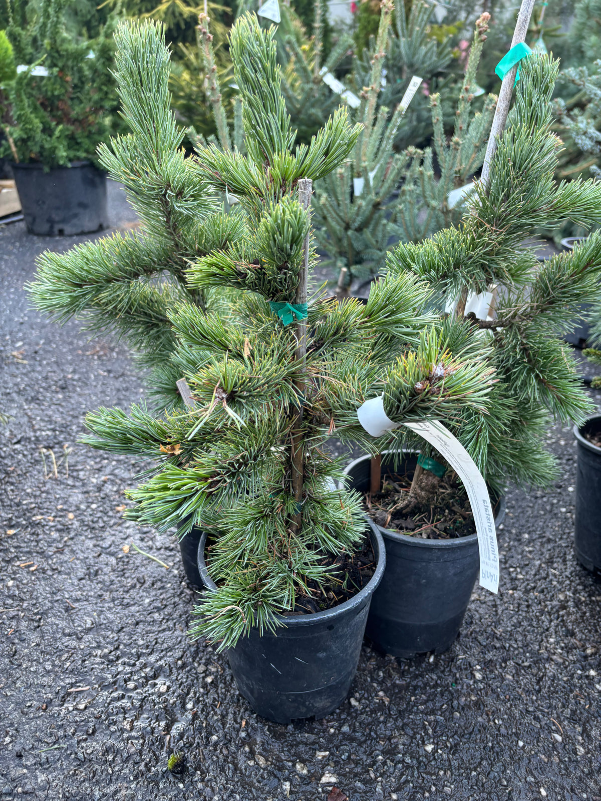 Pinus aristata Bristlecone pine (species)