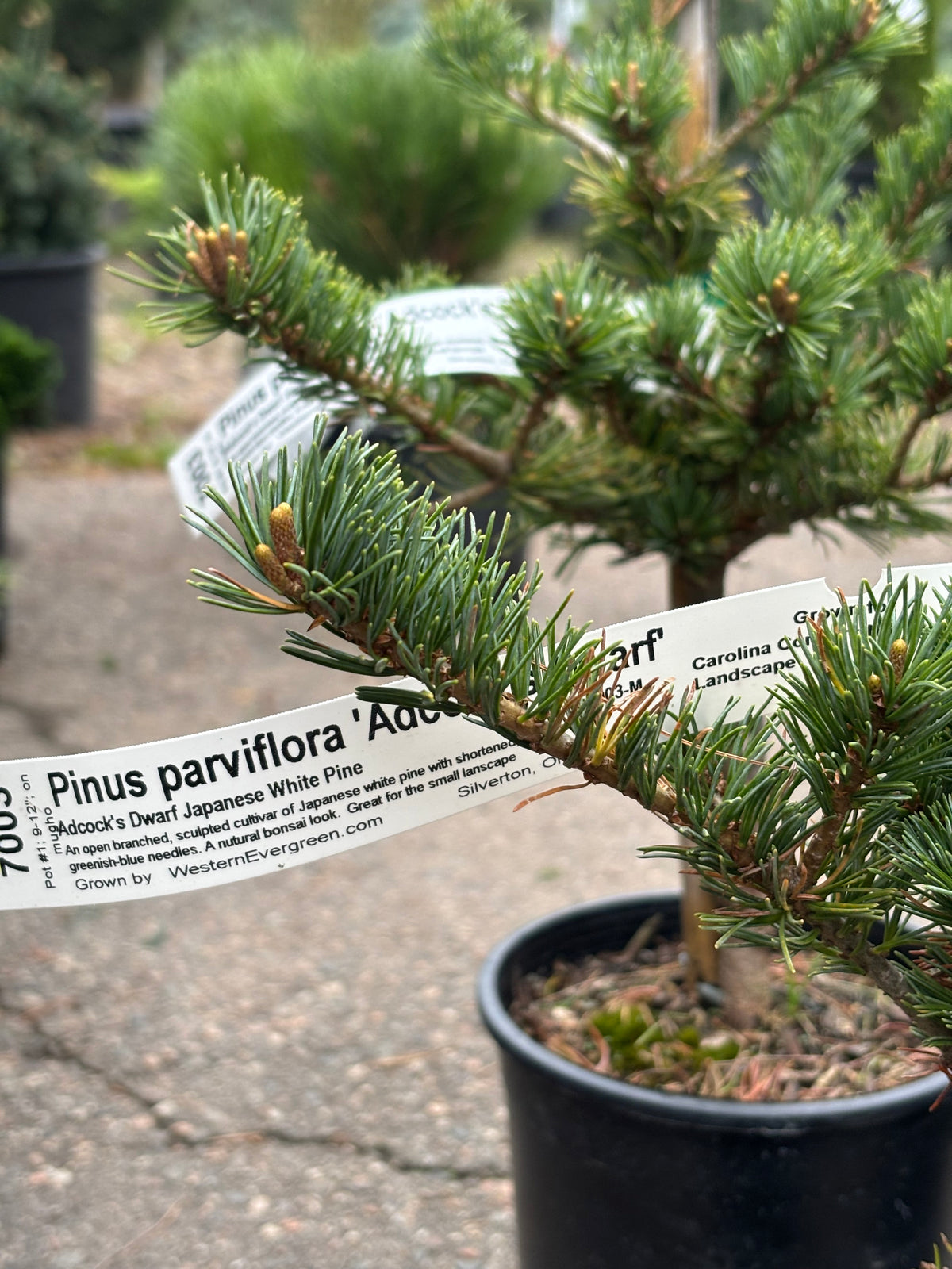 Pinus parviflora ‘Adcock’s Dwarf’ on mugo understock