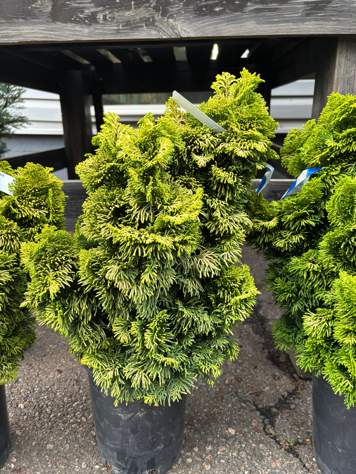 ‘Nana Lutea’ Golden Dwarf Hinoki Cypress (Chamaecyparis obtusa)