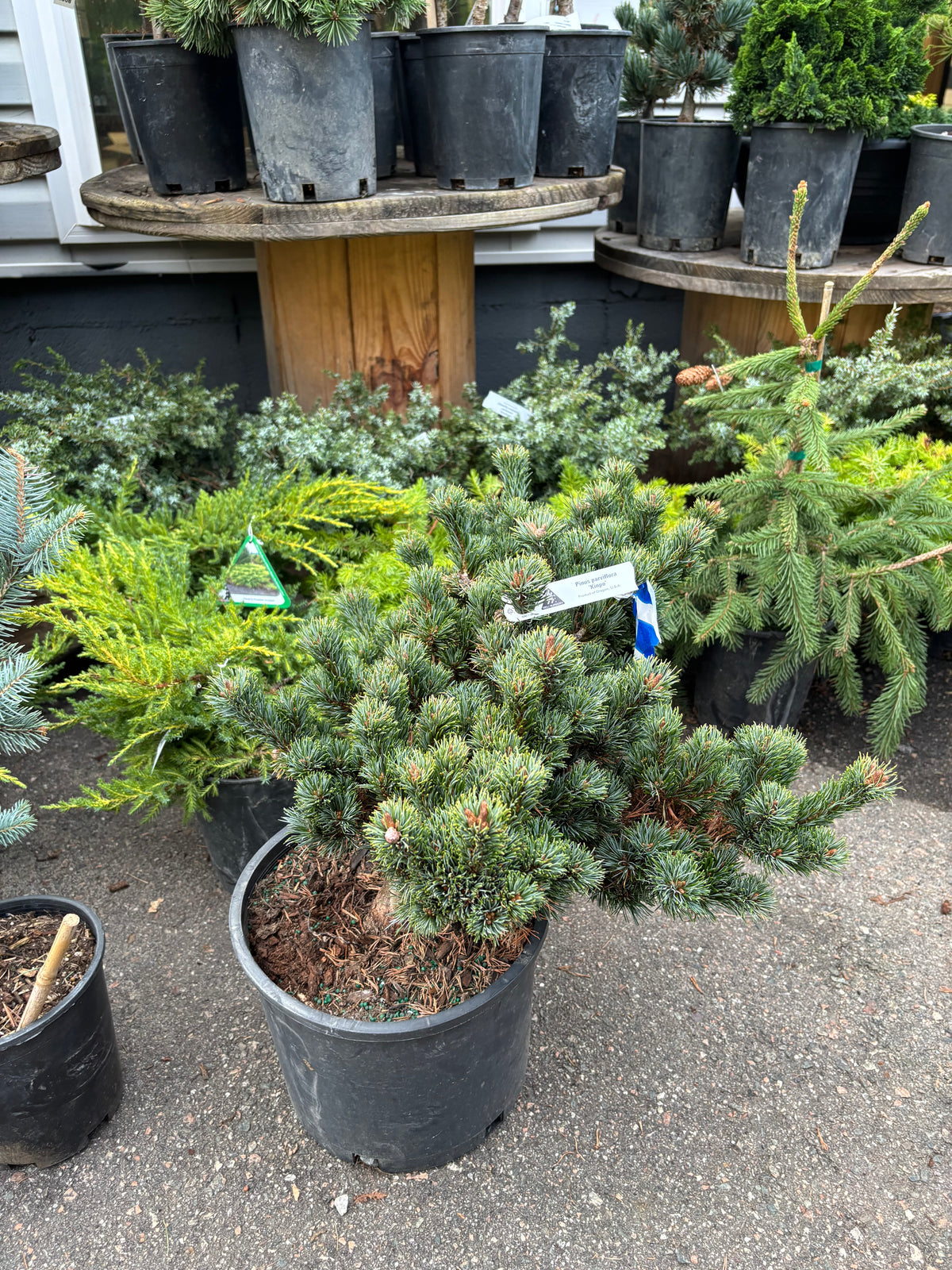Pinus parviflora ‘Kinpo’