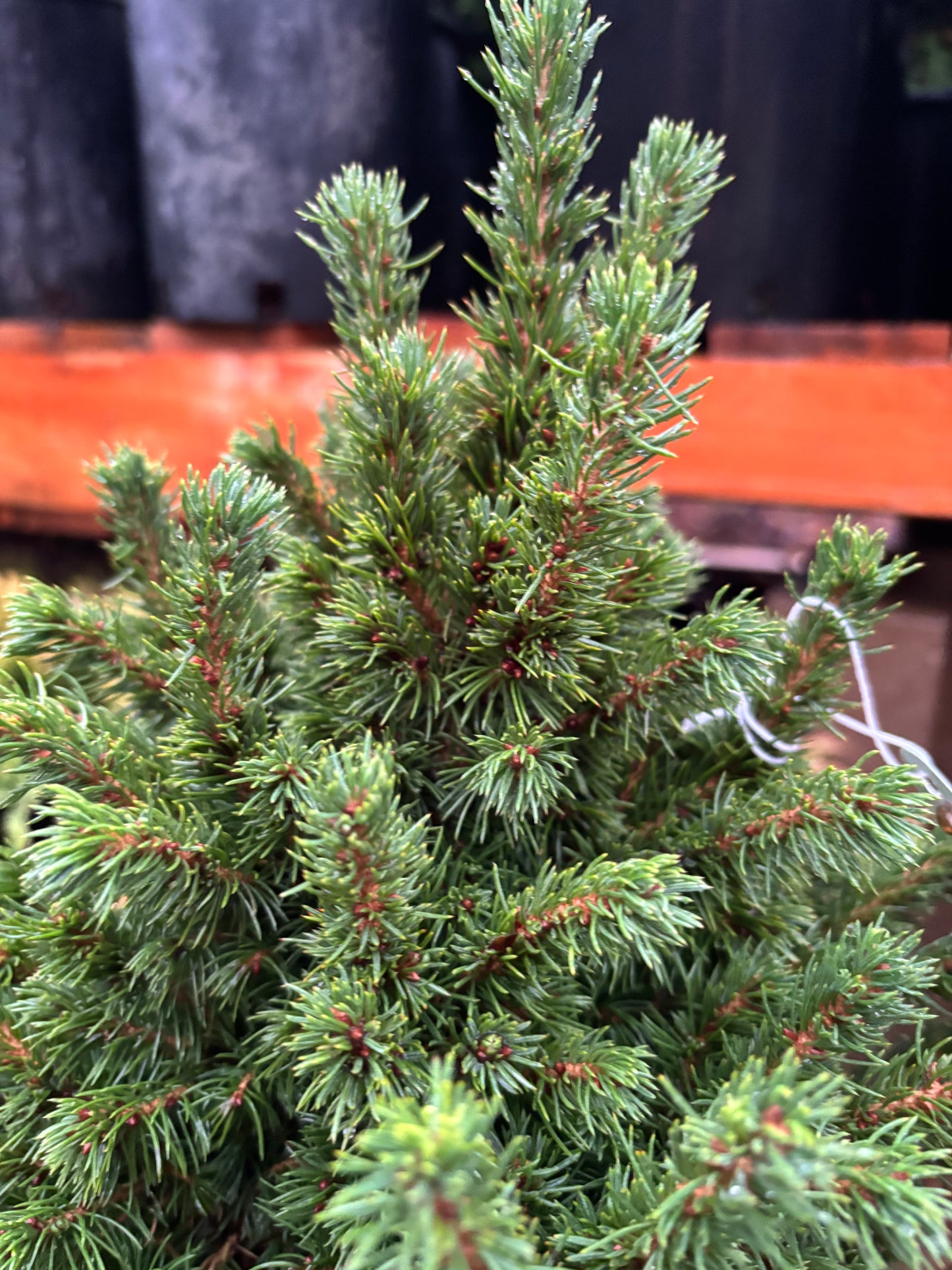 Picea glauca ‘Humpty Dumpty’ Dwarf Alberta Spruce