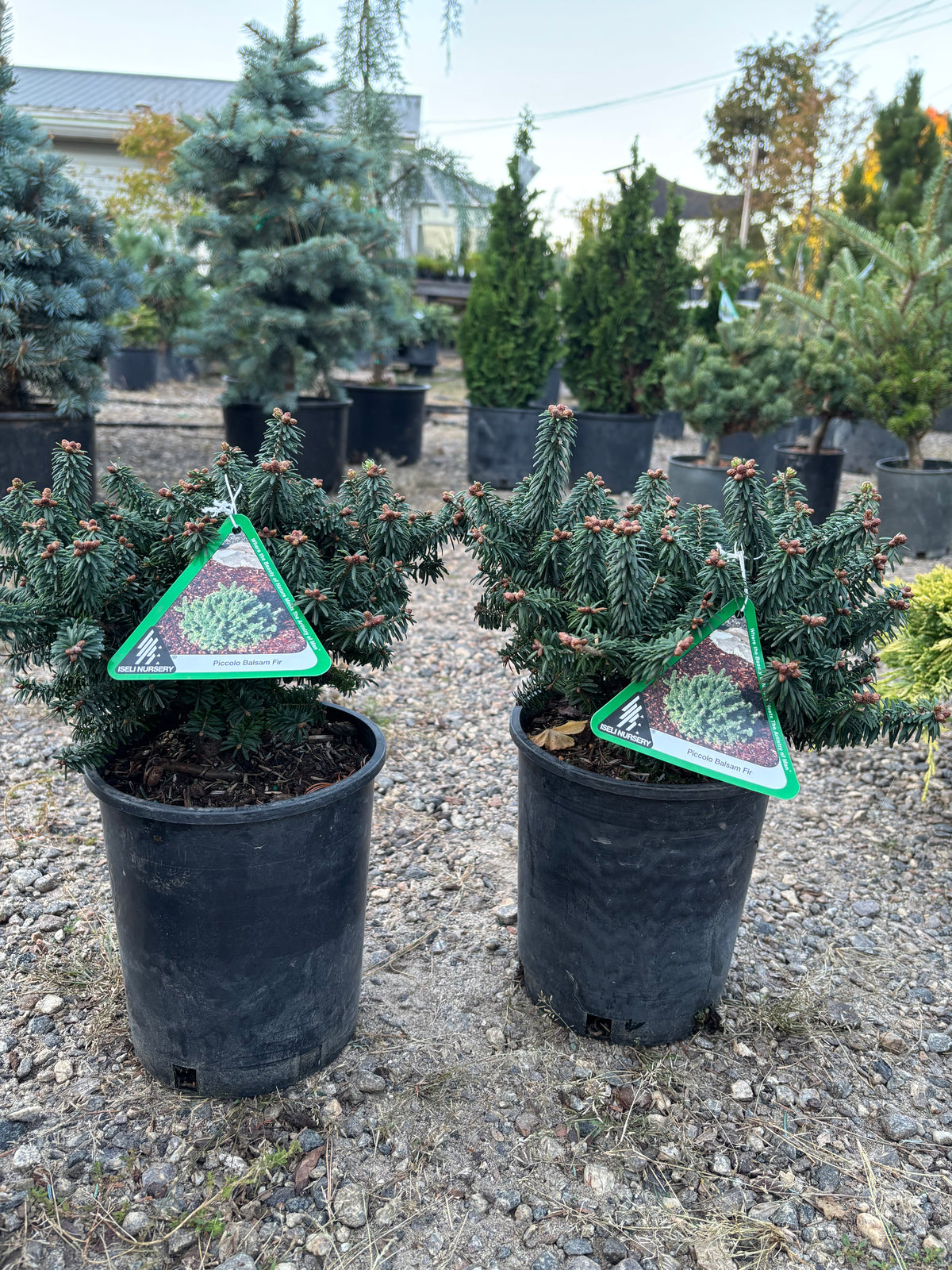 Piccolo Dwarf Balsam Fir