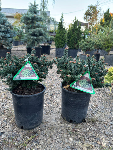 Piccolo Dwarf Balsam Fir