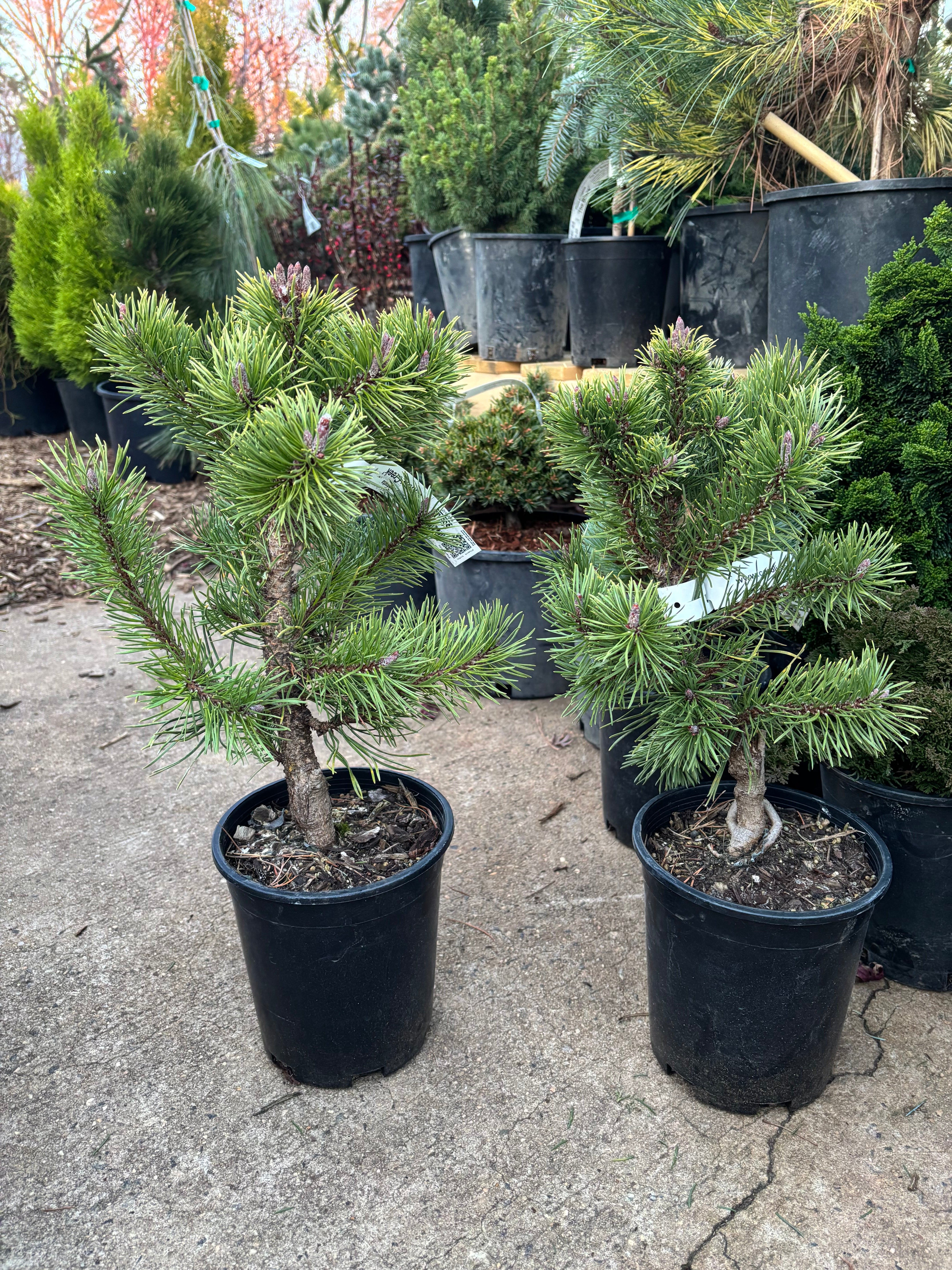 Pinus contorta var. latifolia ‘Willow Creek’ – Carolina Conifers ...