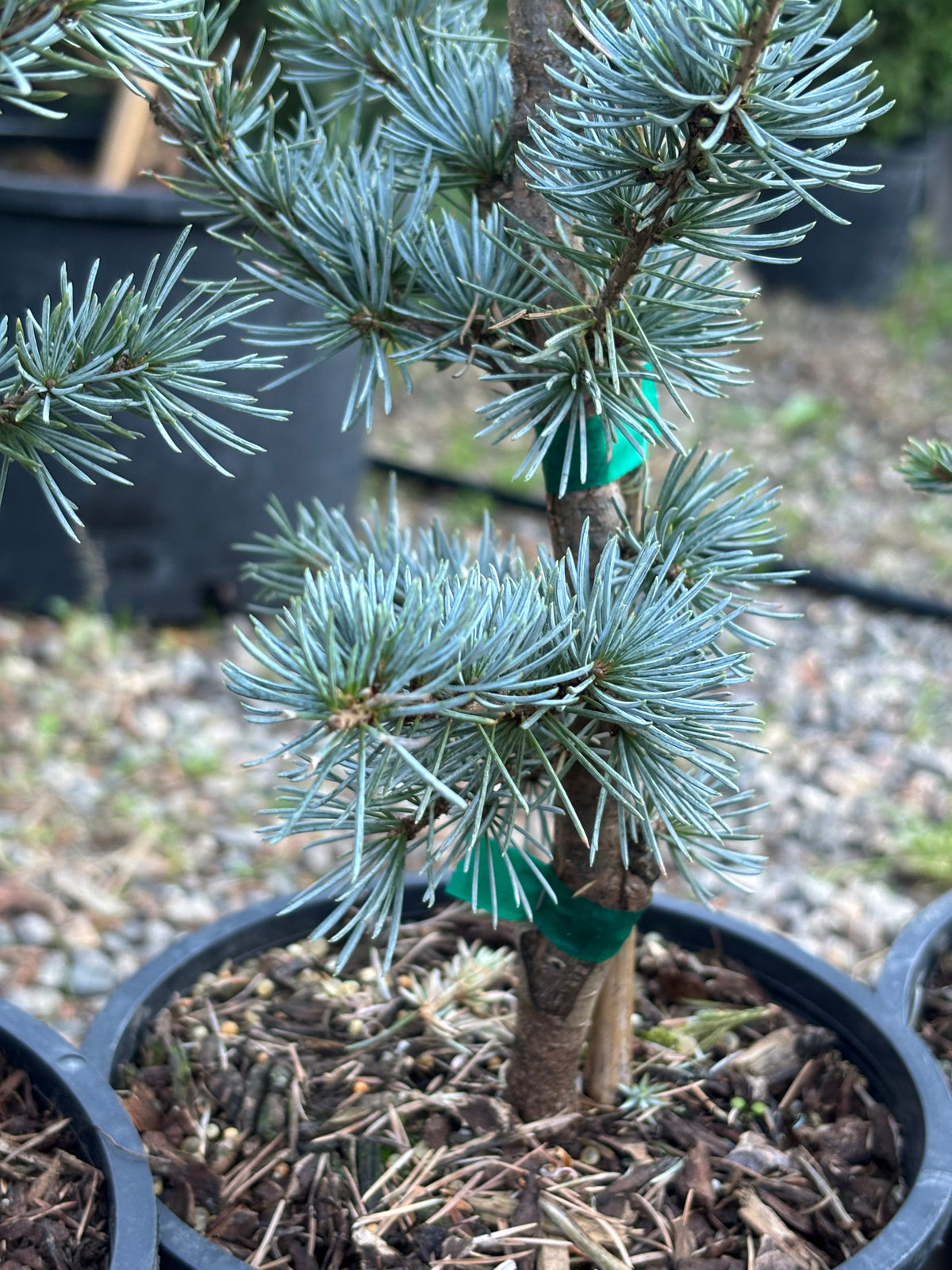 Horstmann Atlas Cedar