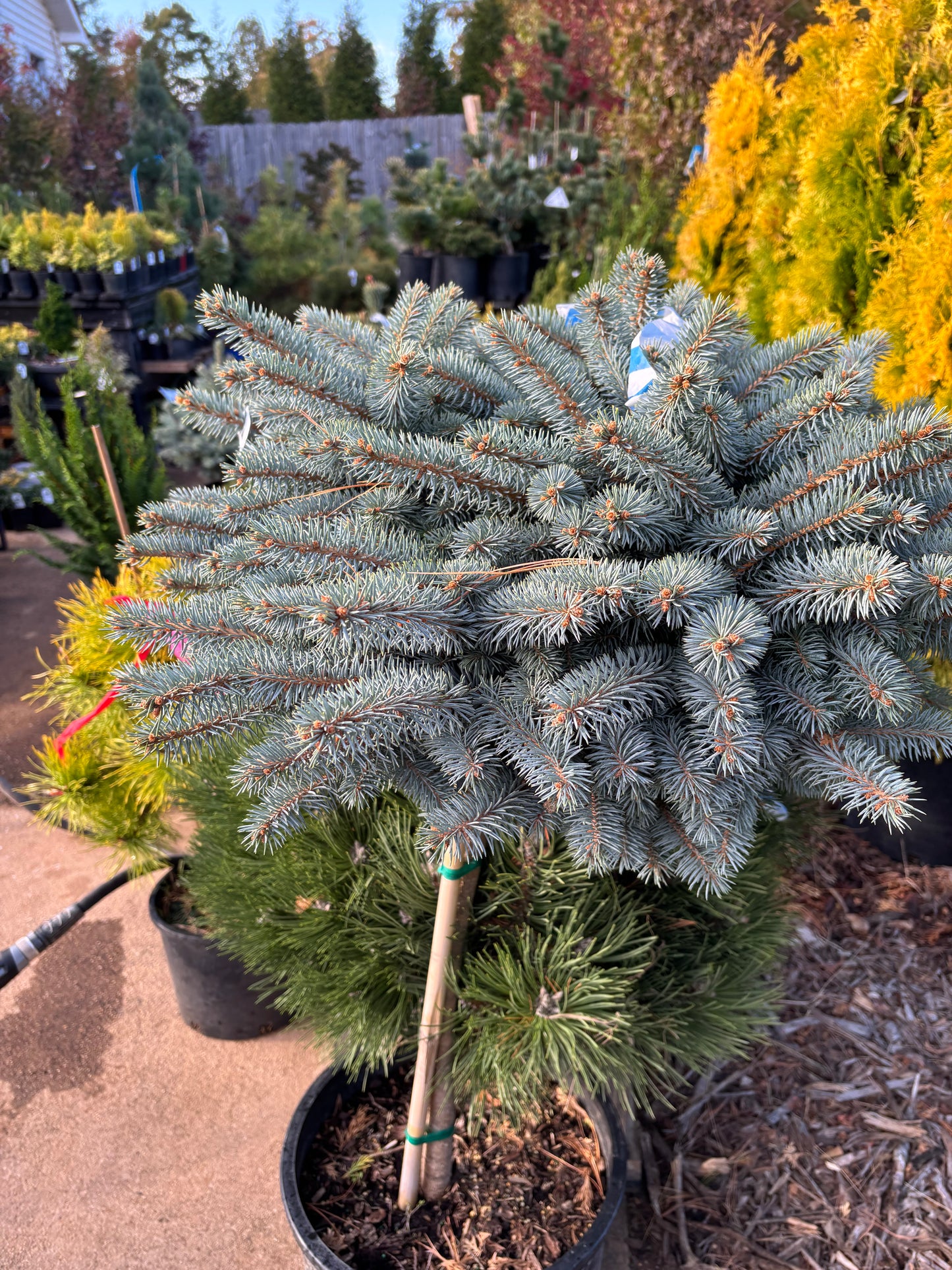 Picea pungens ‘Montgomery’ Dwarf Colorado Blue Spruce