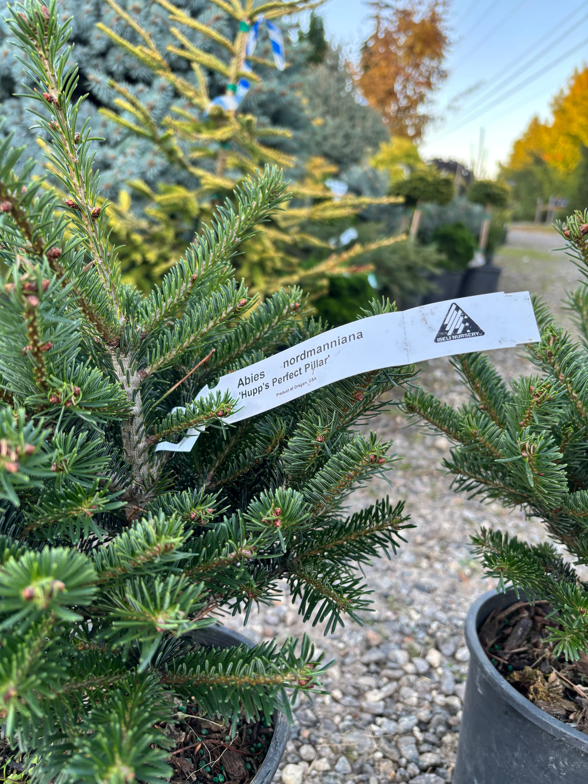 Hupp’s Perfect Pillar Nordmann Fir