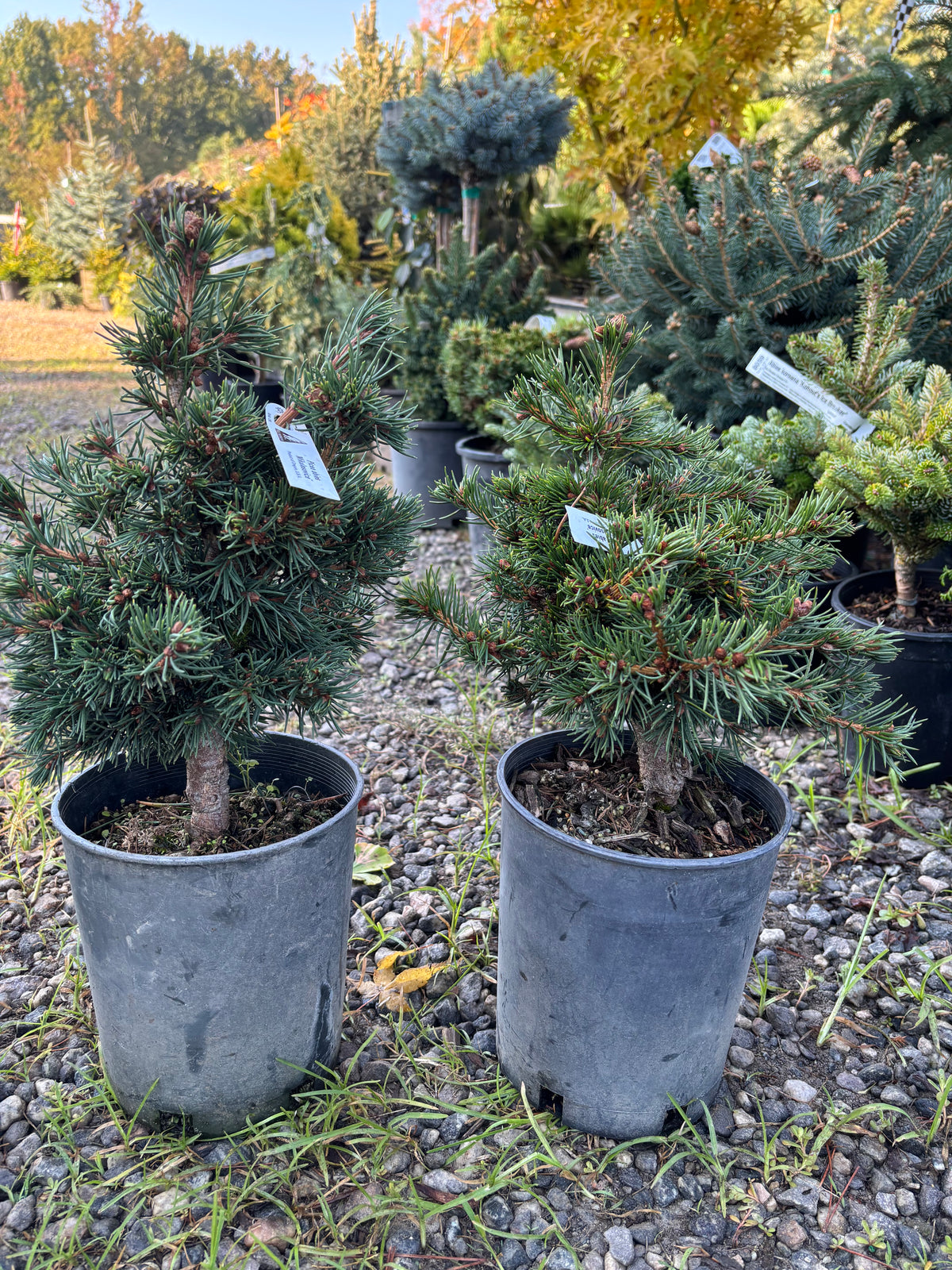 Picea abies ‘Mikulasovice’