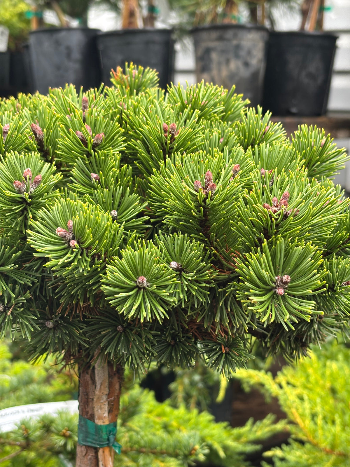 Pinus mugo ‘Sherwood Compact’