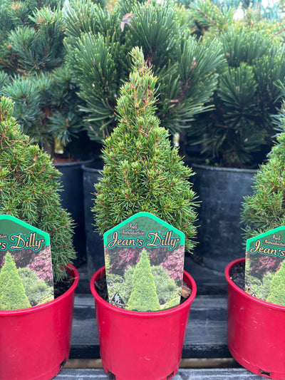 Picea Glauca ‘Jean’s Dilly’
