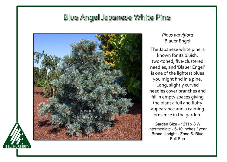 Pinus parviflora ‘Blauer Engel’