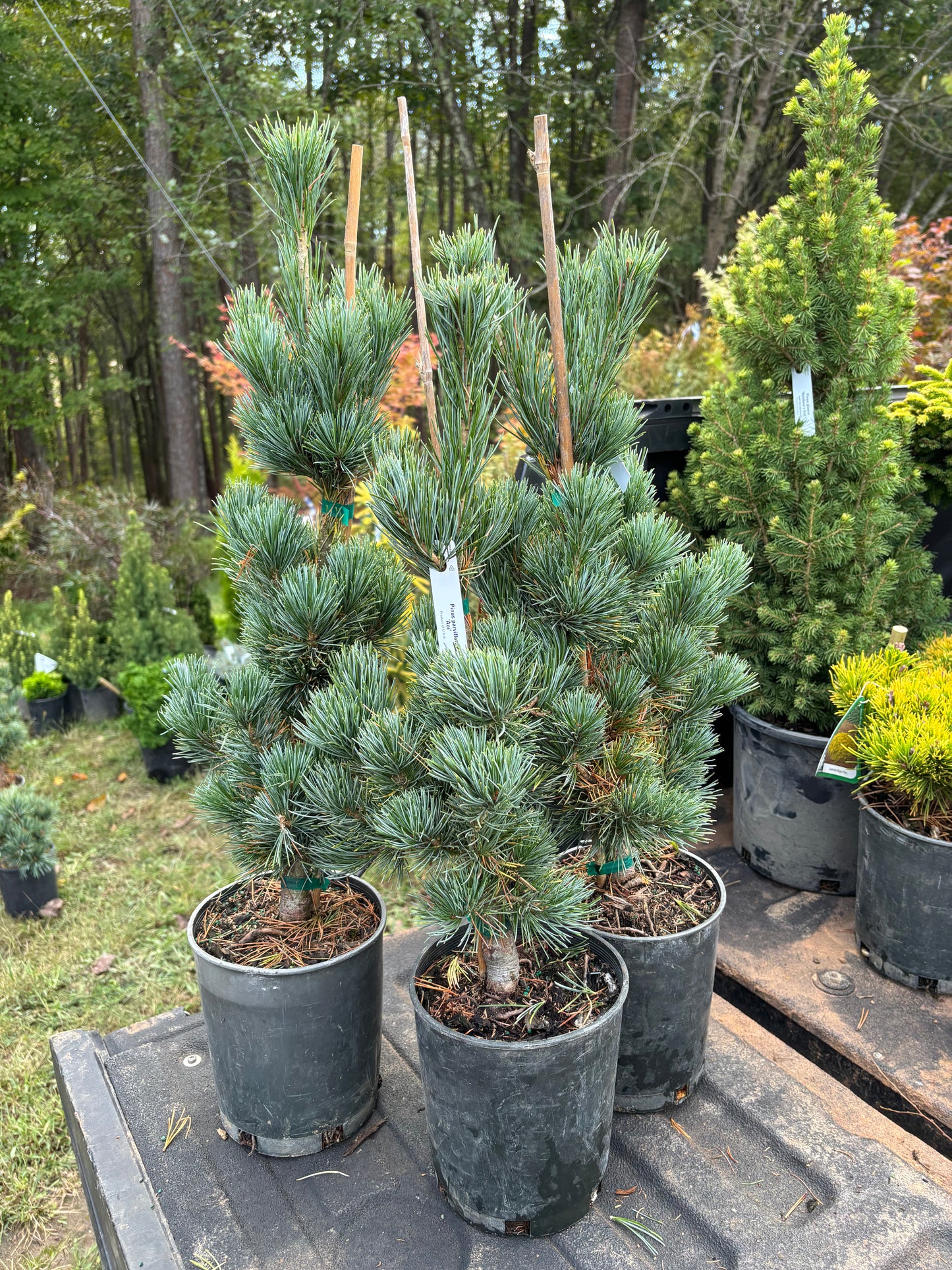 Pinus parviflora ‘Aoi’