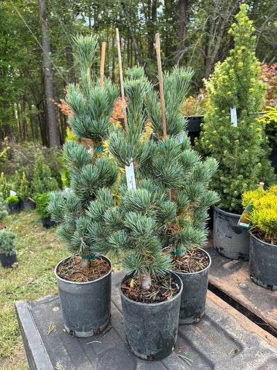 Pinus parviflora ‘Aoi’