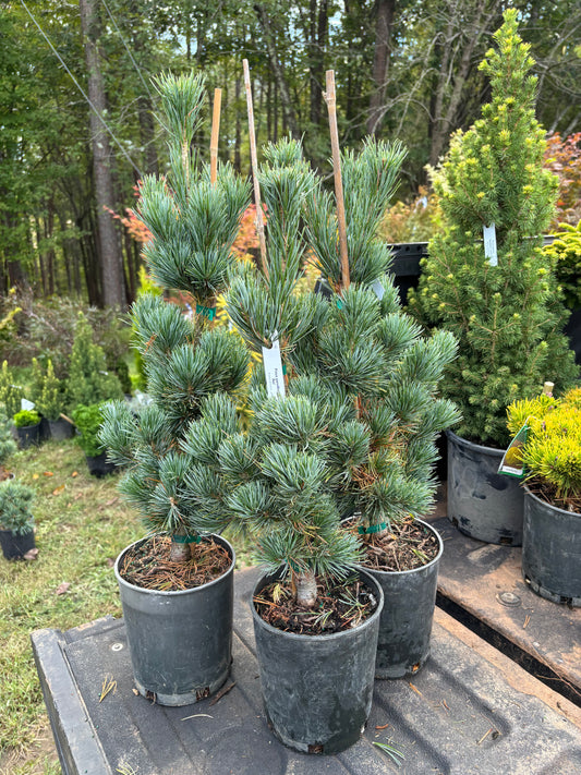 Pinus parviflora ‘Aoi’