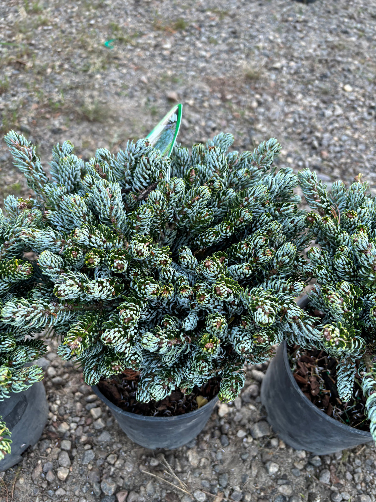 Abies koreana ‘Kohout’s Ice Breaker’