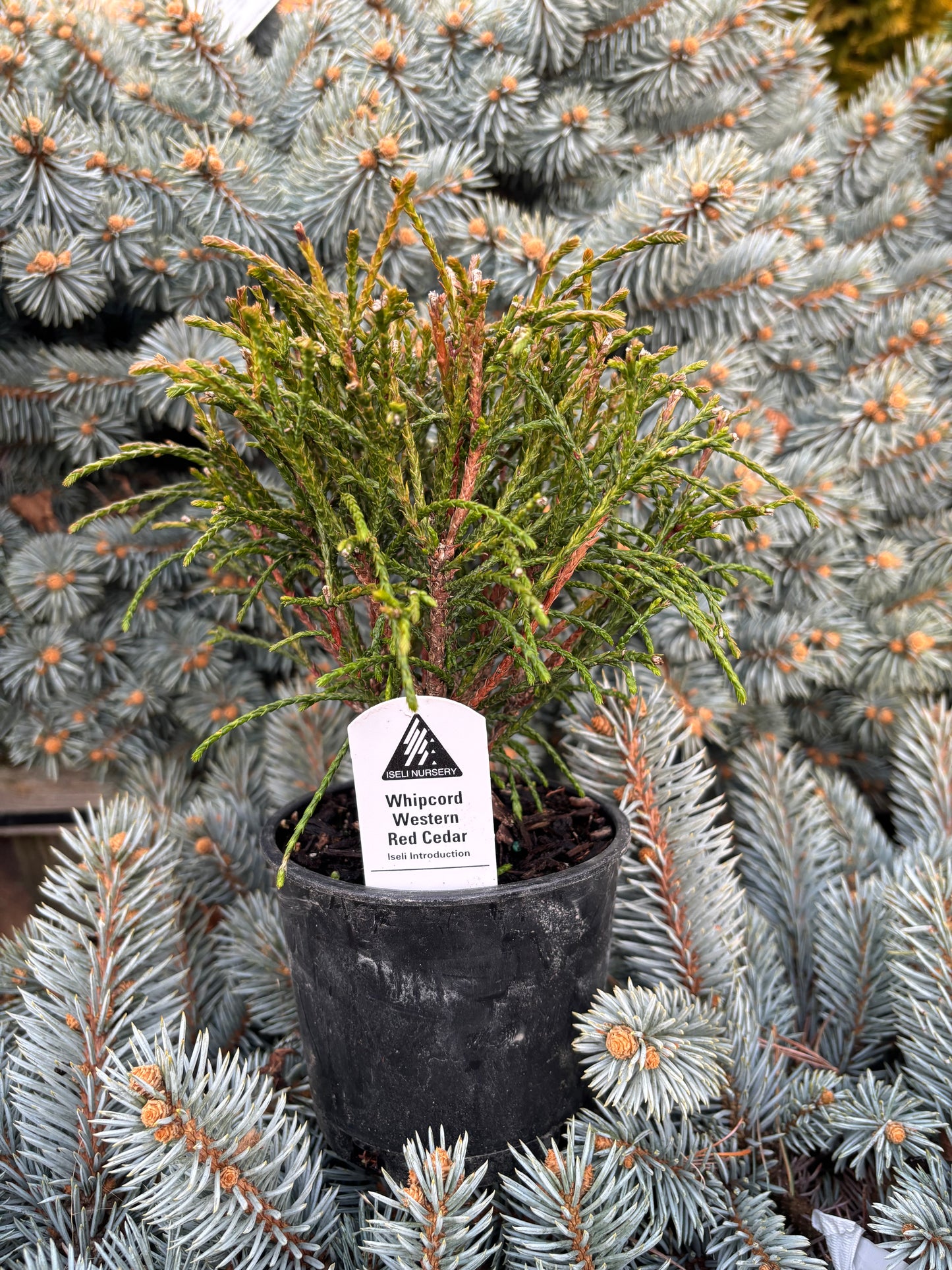 Thuja plicata ‘Whipcord’
