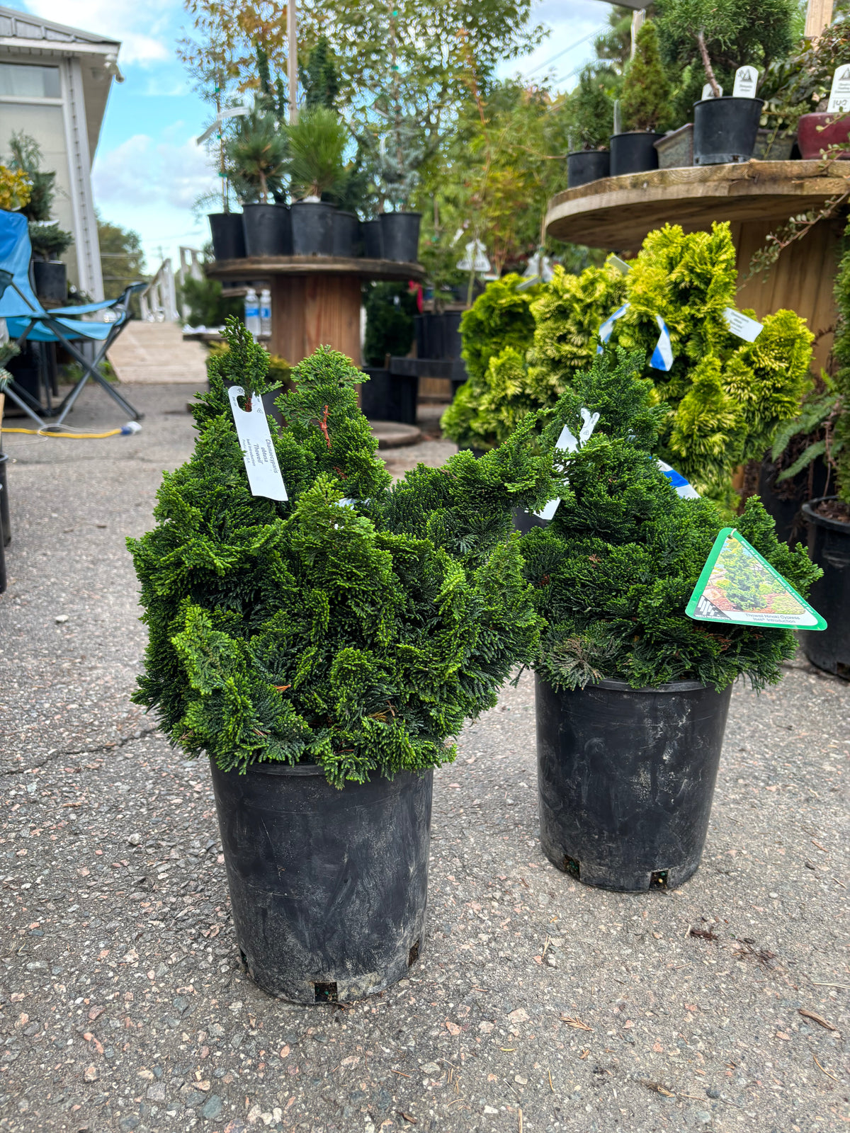 Chamaecyparis obtusa ‘Thoweil’