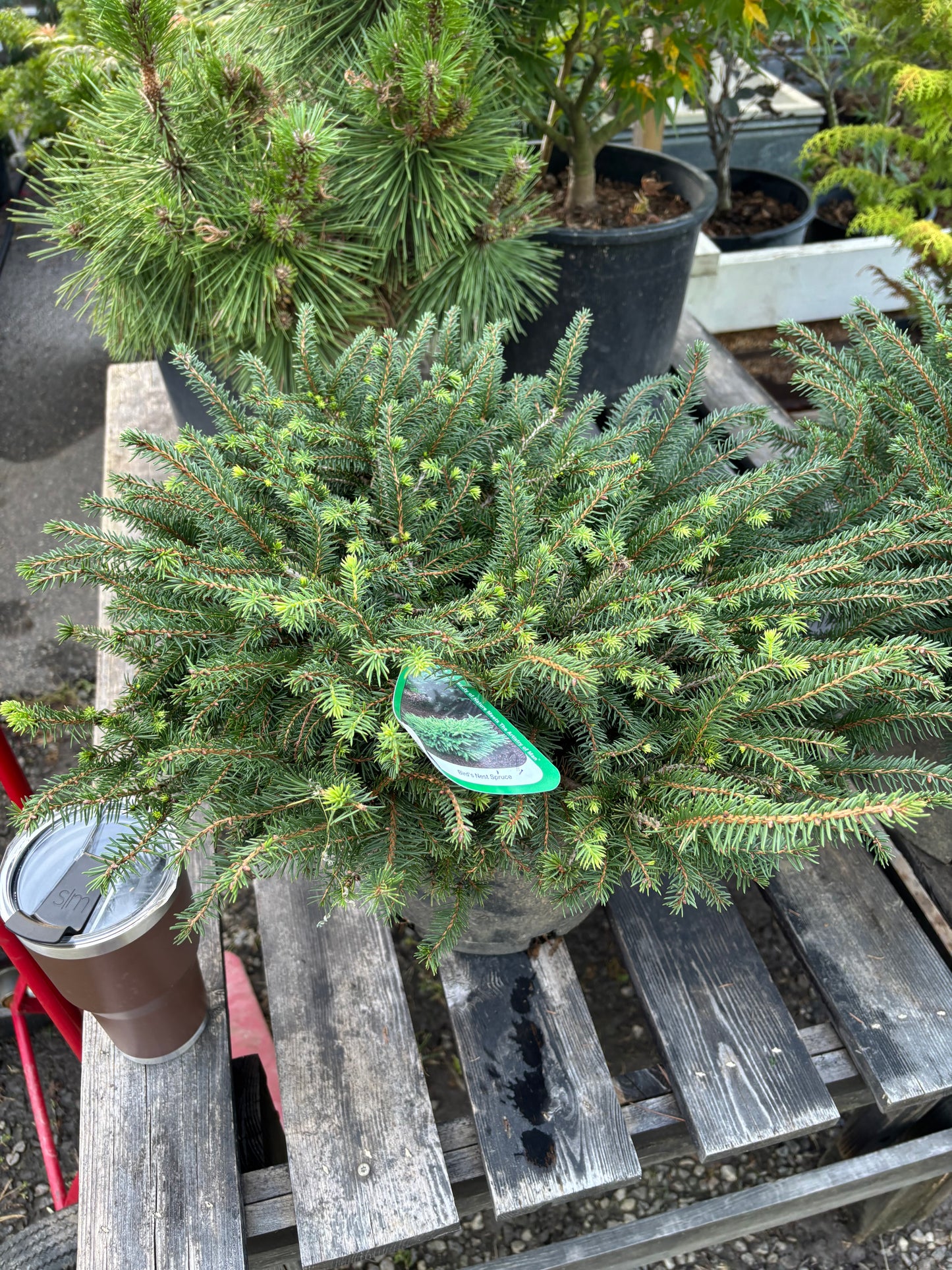 Bird’s Nest Spruce (Picea abies ‘Nidiformis’)
