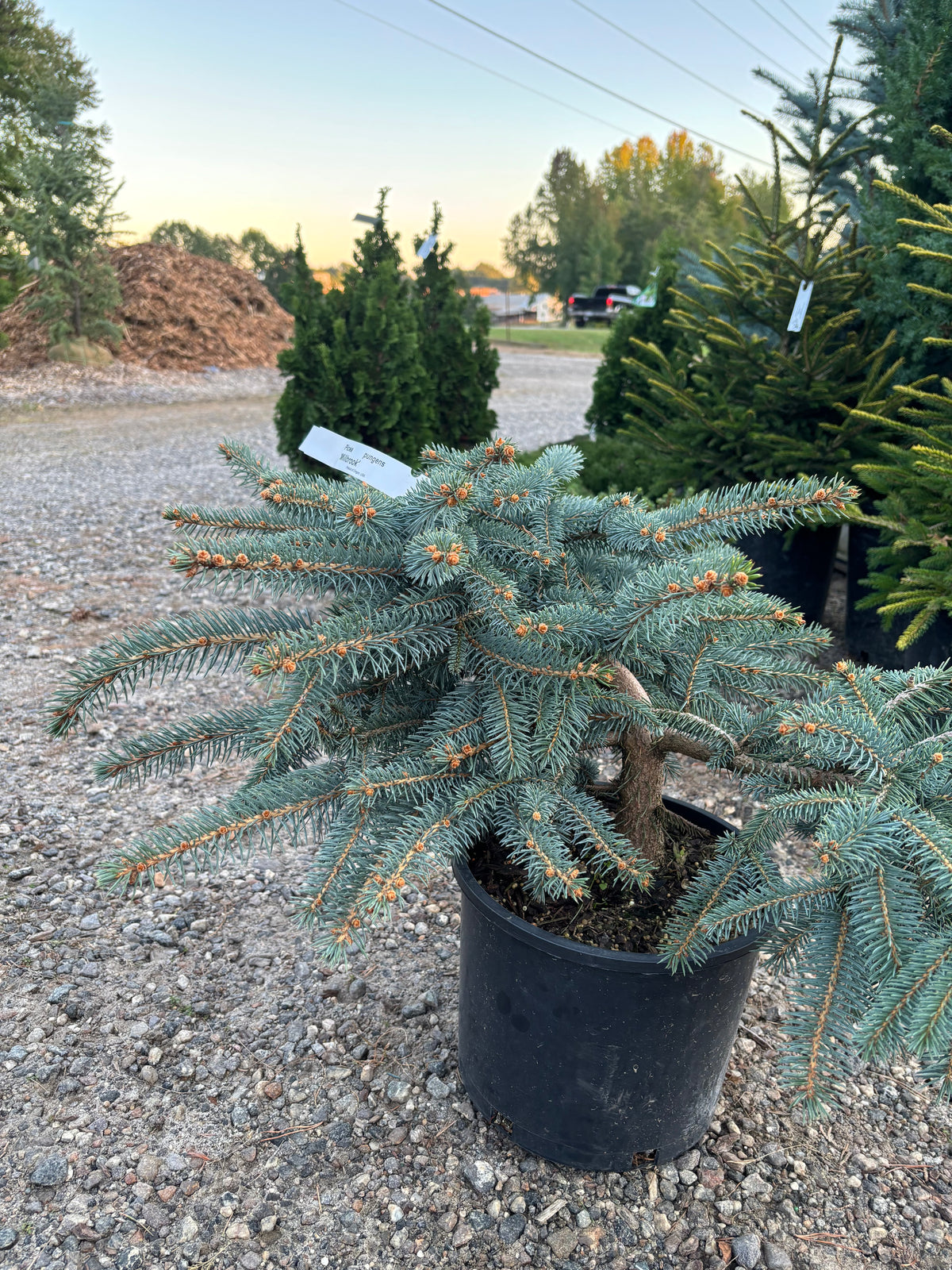 Picea pungens ‘Millbrook’