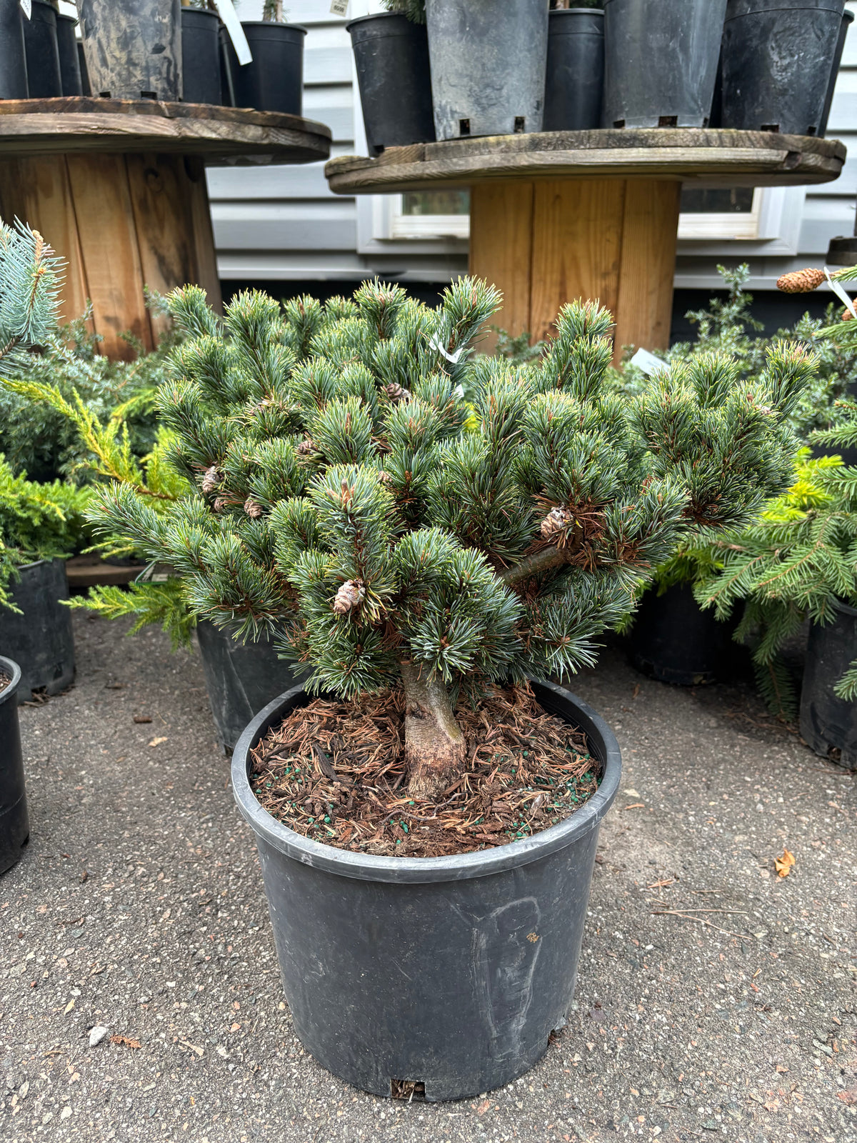 Pinus parviflora ‘Kinpo’