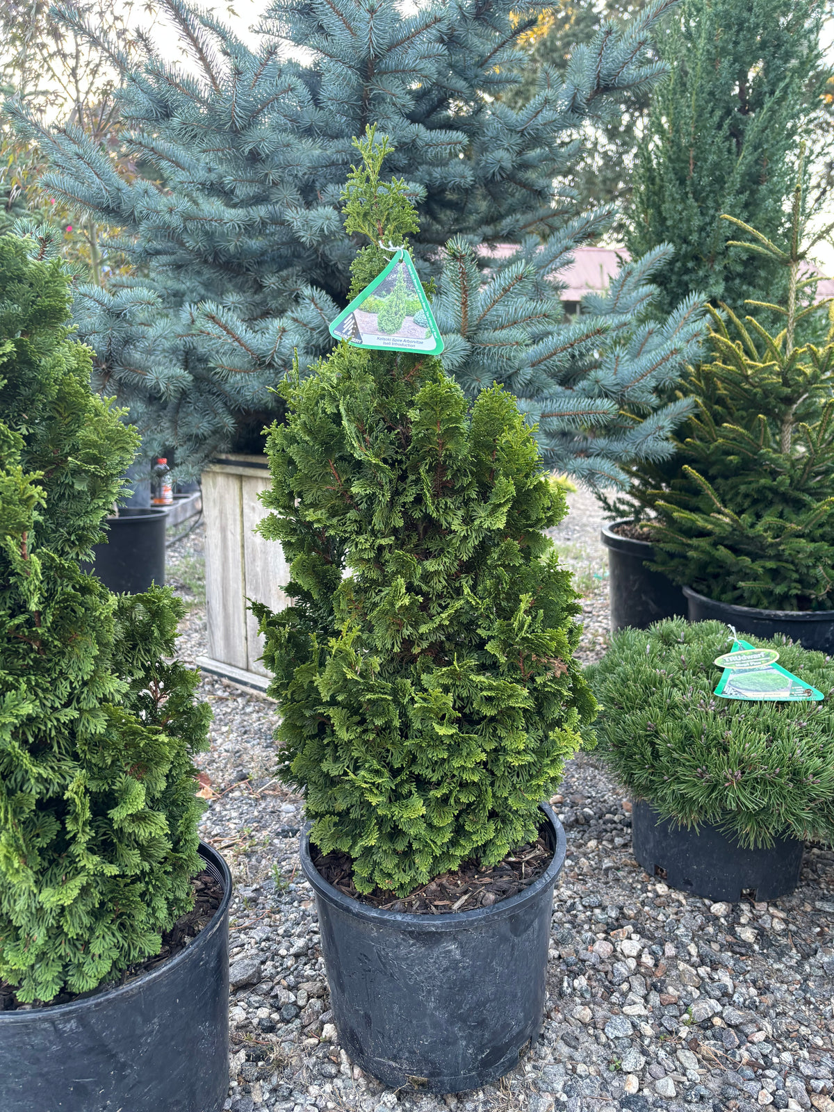 Thuja occidentalis ‘Kelsoki Spire’