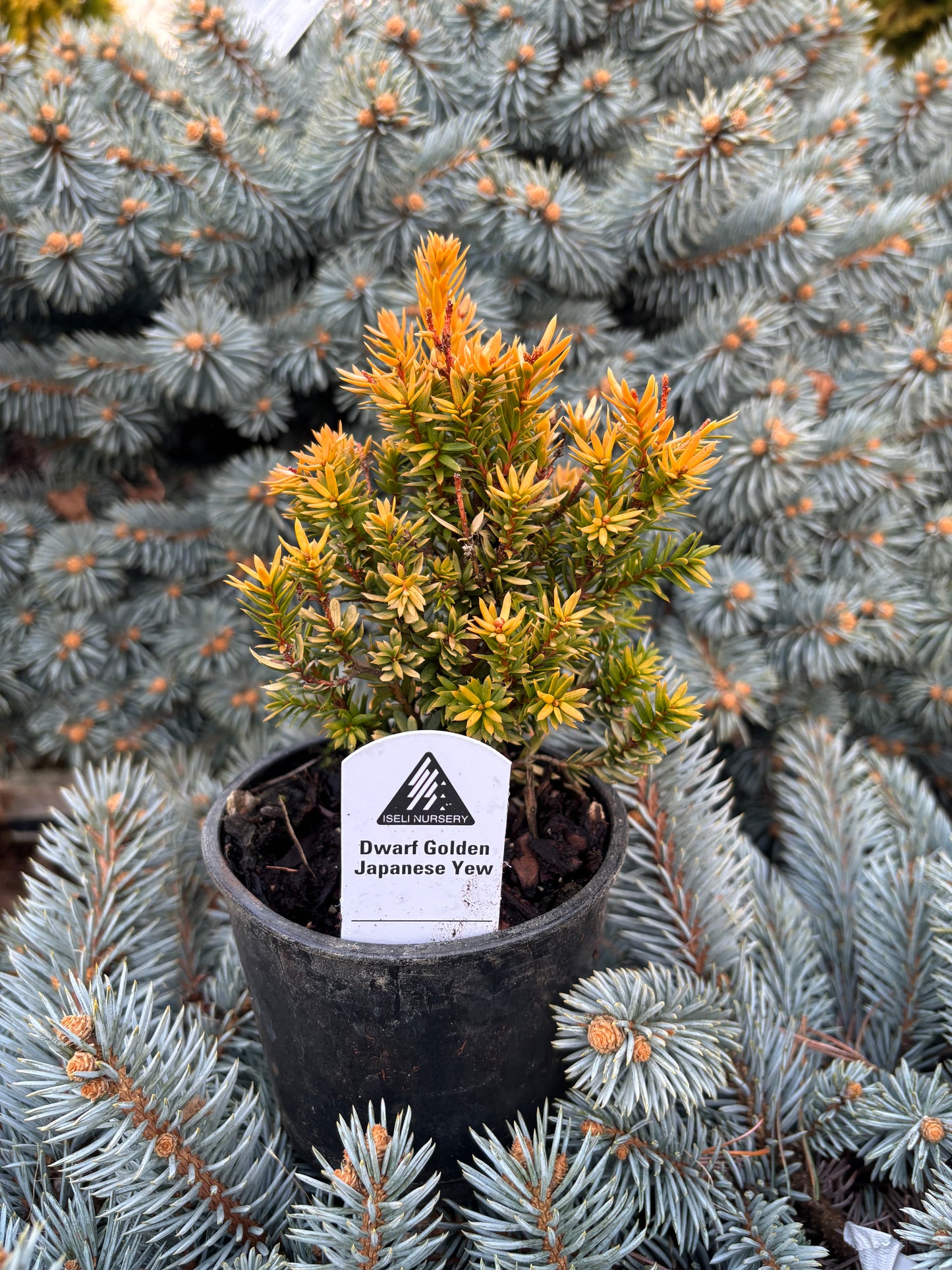 Taxus cuspidata ‘Nana Aurescens’      Golden Dwarf Japanese Yew