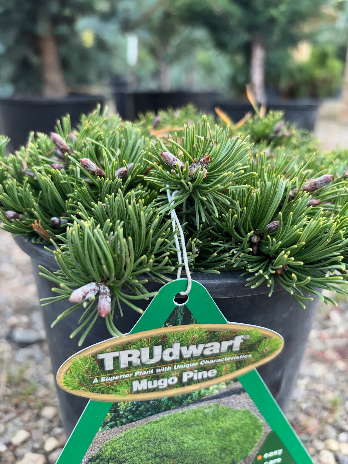 Pinus mugo Pesto®