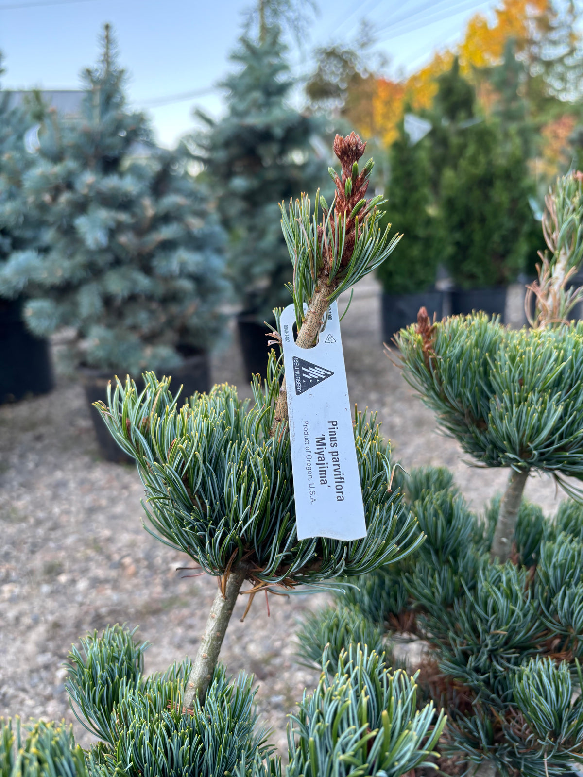 Pinus parviflora ‘Miyajima’