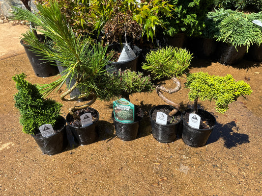 Twisty Trunk Bonsai Starter