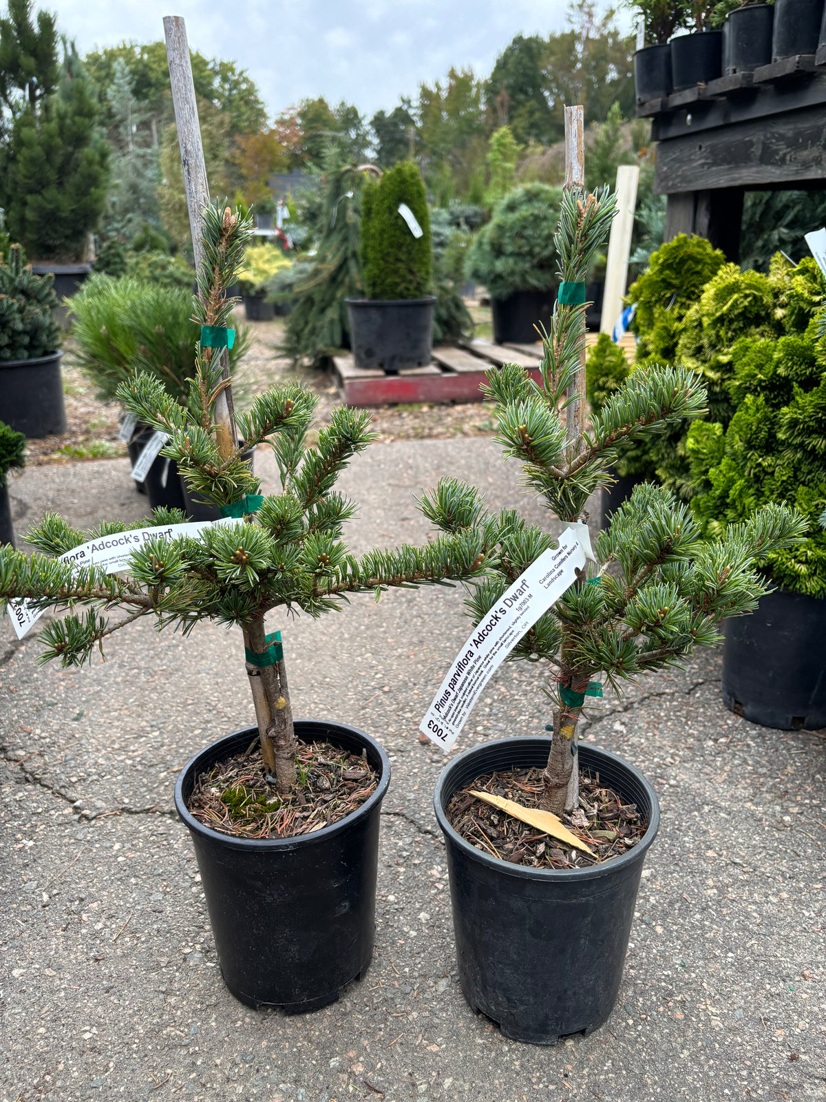 Pinus parviflora ‘Adcock’s Dwarf’ on mugo understock