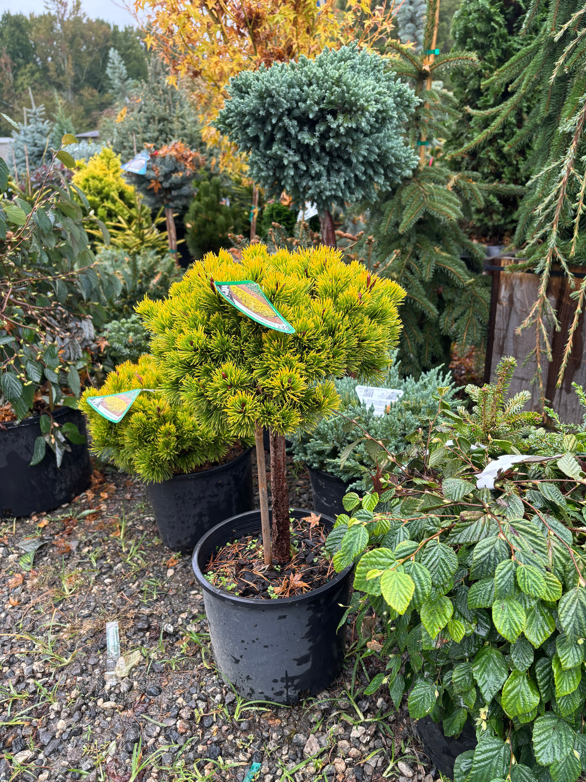 Pinus mugo ‘Laarheide’
