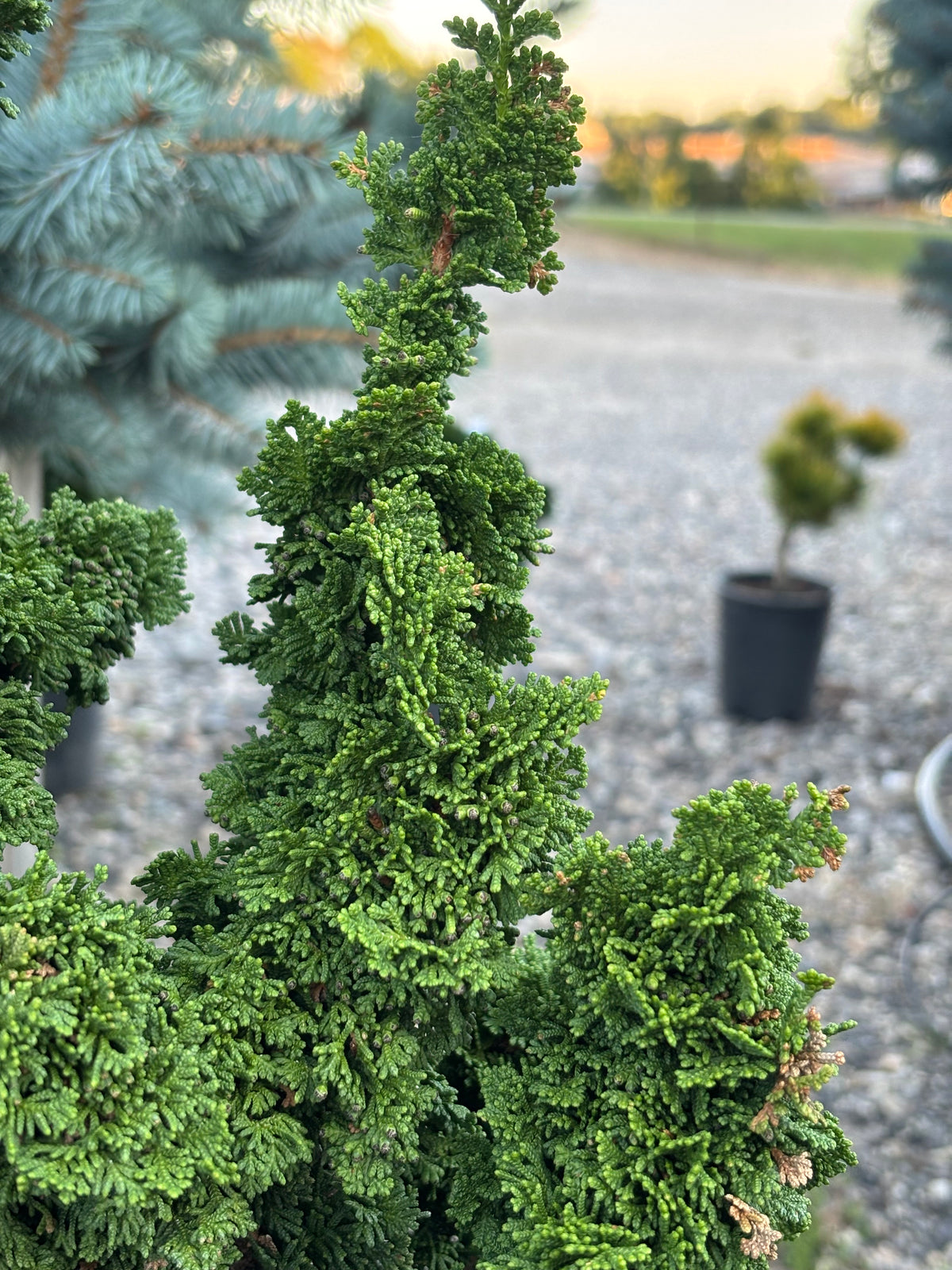 Thuja occidentalis ‘Primo’