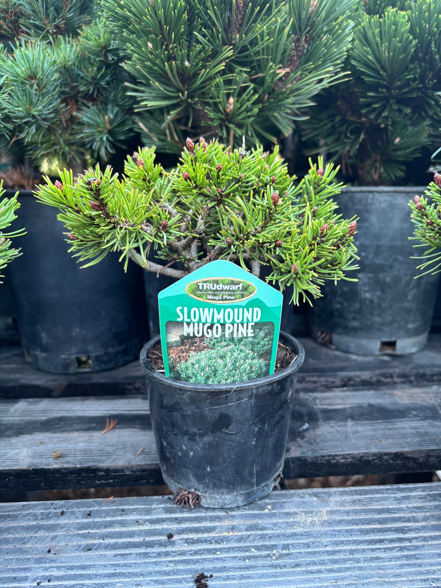 Pinus mugo ‘Slowmound’