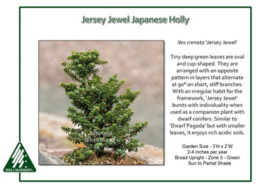 Ilex crenata ‘Jersey Jewel’