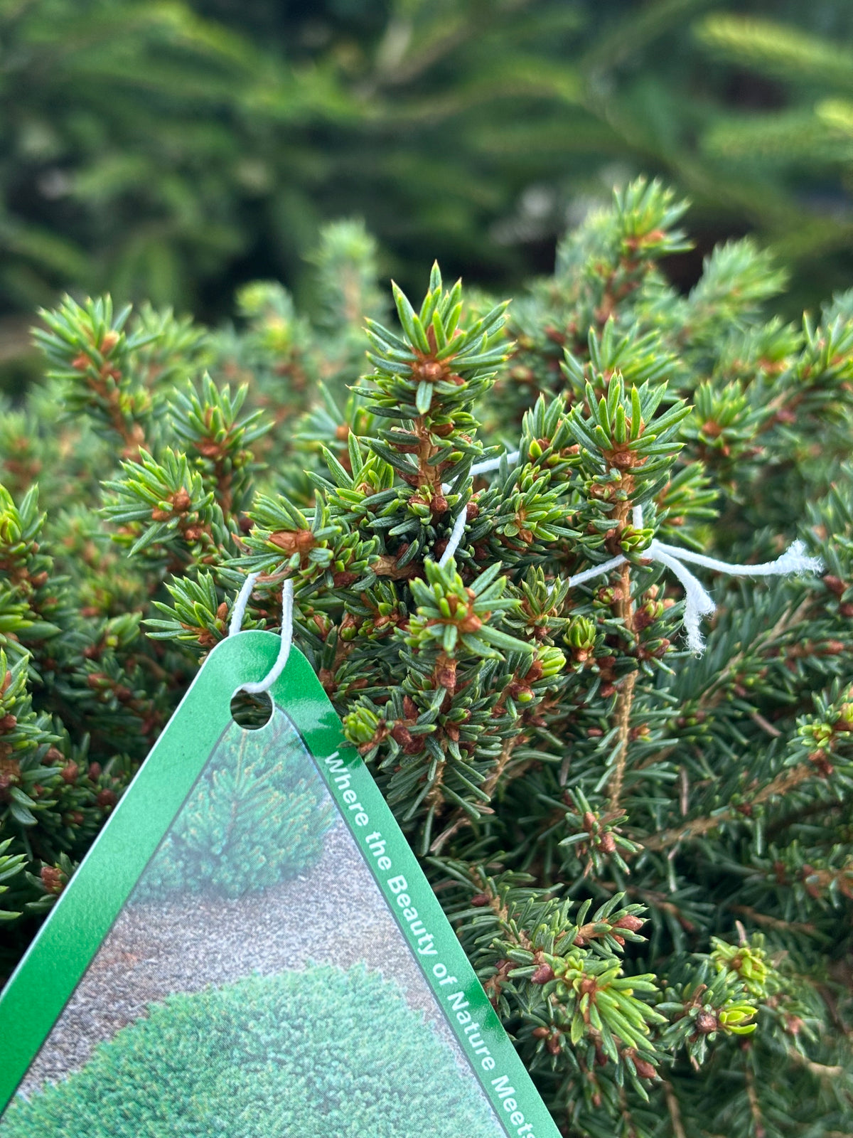 Picea Abies ‘Little Gem’ Norway Spruce