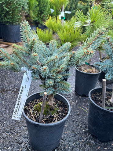 Picea pungens ‘Bob’s Broom’