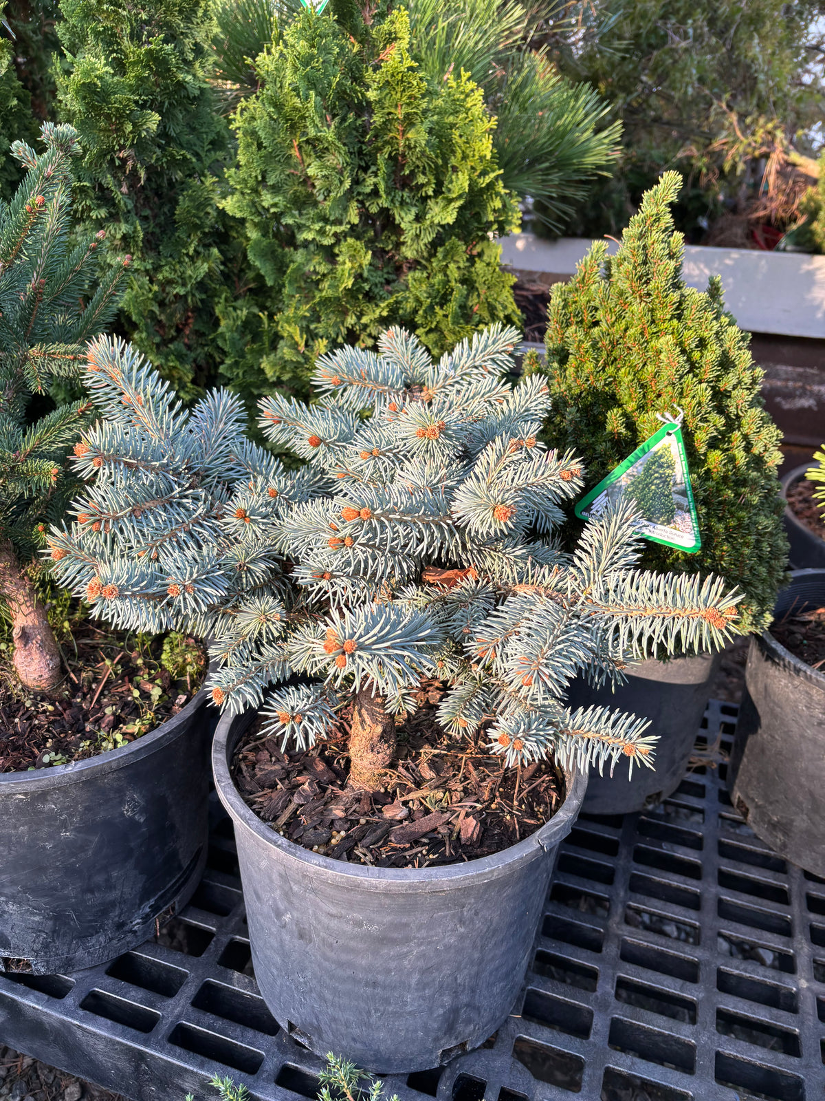 Picea pungens ‘Niemetz’ Spring Gold Colorado Blue Spruce
