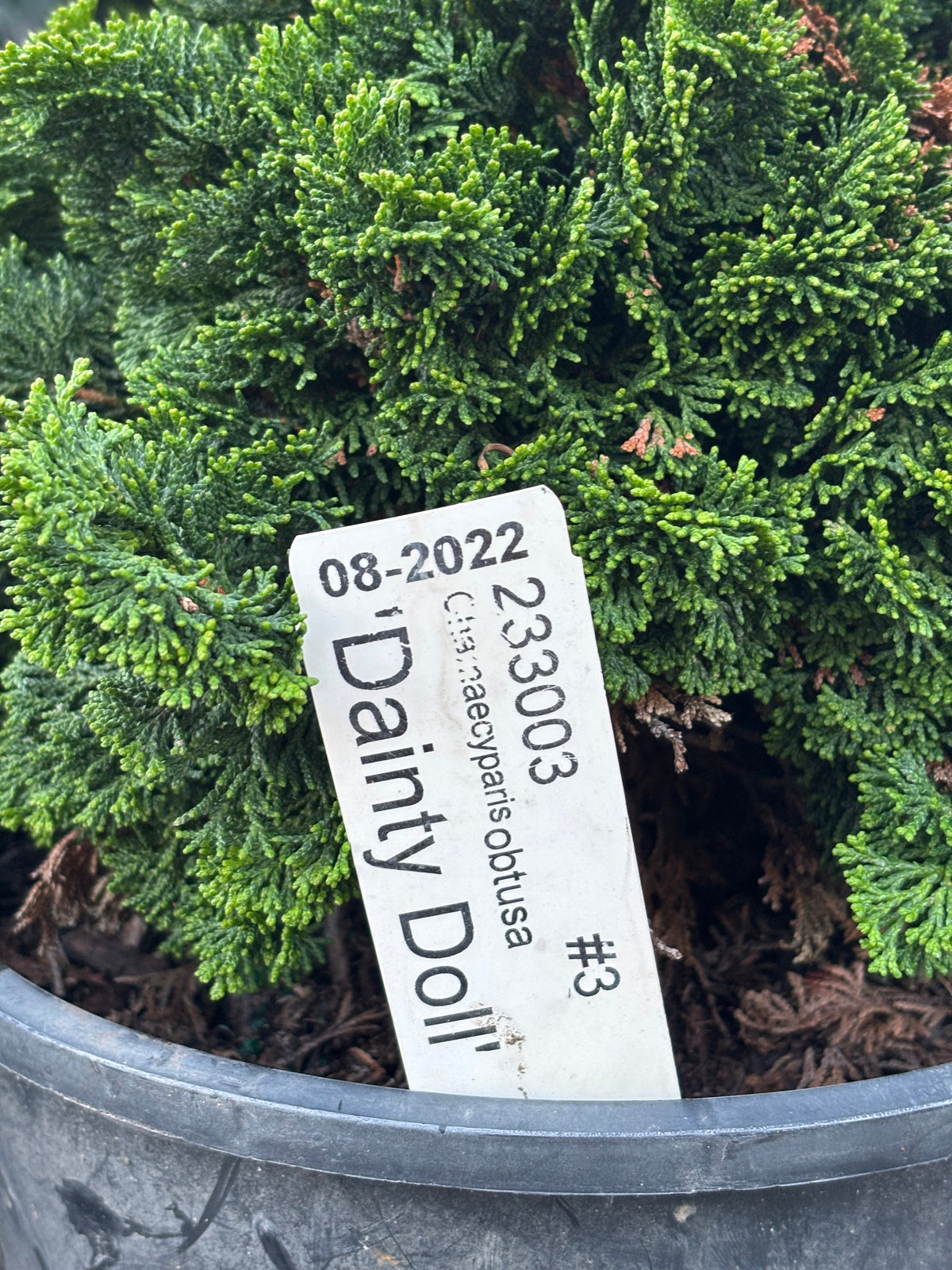 Chamaecyparis obtusa ‘Dainty Doll’