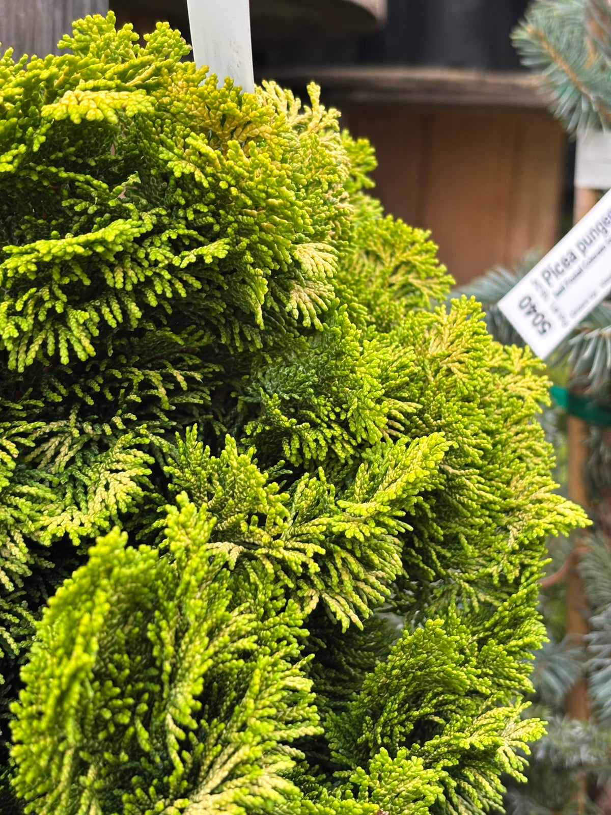 ‘Nana Lutea’ Golden Dwarf Hinoki Cypress (Chamaecyparis obtusa)