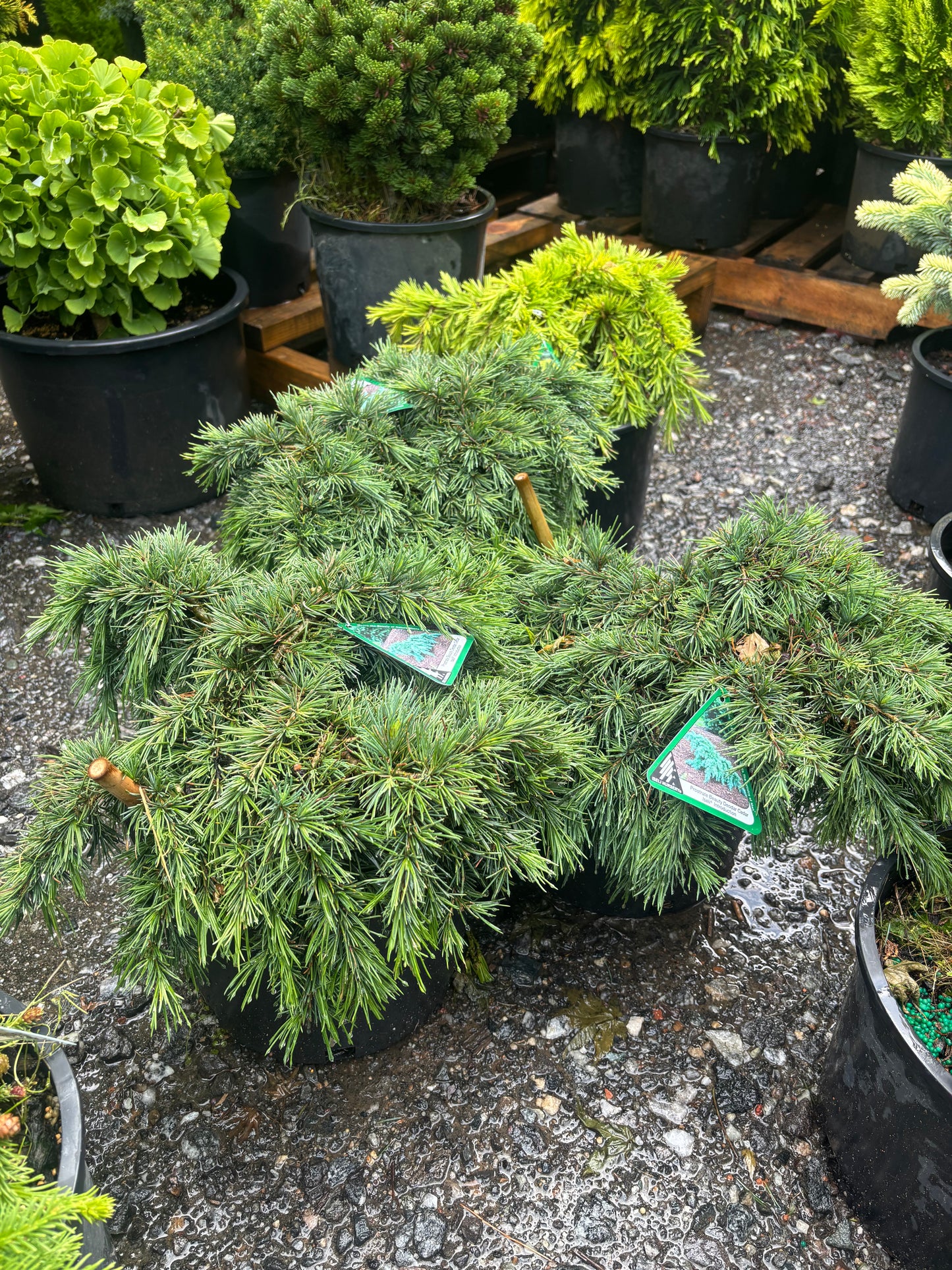 Cedrus deodara 'Prostrate Beauty'